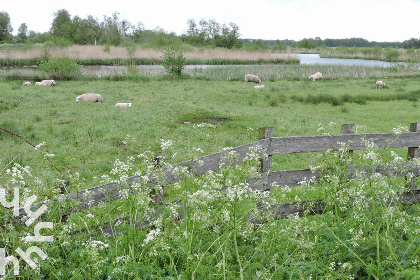 020 Sfeervol 2 pers. voorhuis aan de rand van Eernewoude in het Nationaal Park de Alde Feanen