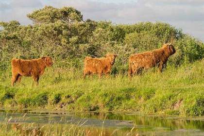 015 4 Persoons vakantiehuis in Holwerd | in Friesland