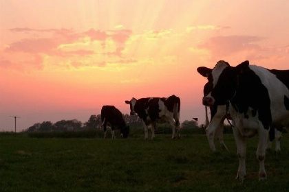 003 Prachtig gelegen groepsaccommodatie voor 16 personen in Friesland