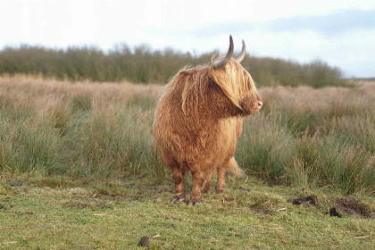 006 Prachtige 7 persoons woonboerderij met grote tuin en vrij uitzicht in Friesland