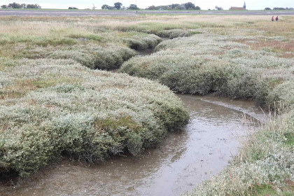 036 Prachtige 7 persoons woonboerderij met grote tuin en vrij uitzicht in Friesland