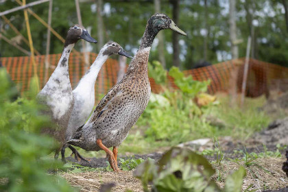 050 Prachtige 7 persoons woonboerderij met grote tuin en vrij uitzicht in Friesland