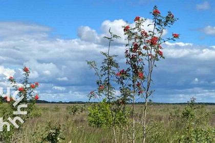 016 4 persoons chalet met eigen vlonder aan het Goudmeer nabij het Drents Friese Wold