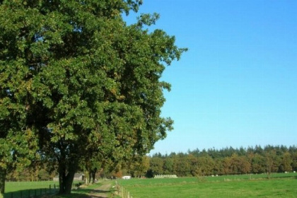 010 mooie vrijstaande bungalow voor 7 personen in Friesland