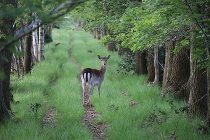 027 Prachtige, ruim ingerichte 6 persoons woonboerderij in Oudeschoot nabij Oranjewoud