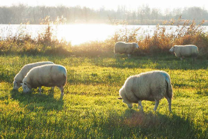 026 4 persoons vakantiehuis op een vakantiepark in Scherpenzeel