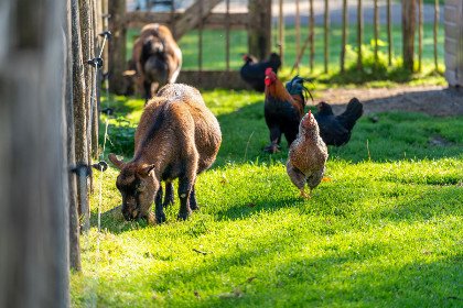 042 Modern 8 persoons vakantiehuis op een familiepark met zwemvijver in Sint Nicolaasga