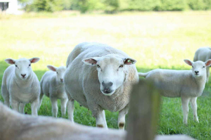 028 Comfortabel 6 persoons vakantiehuis in Sondel, gelegen op kleinschalig vakantiepark