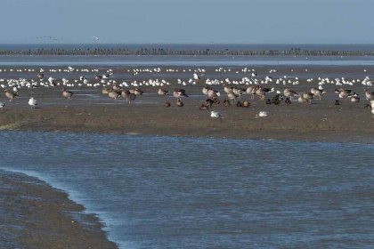 025 Mooi 6 persoons vakantiehuis dichtbij de Waddenzee