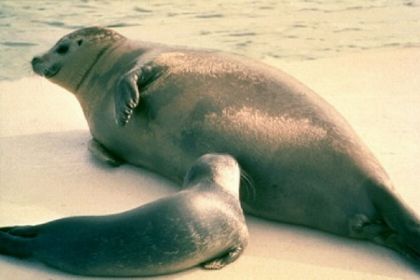 070 Mooi 6 persoons vakantiehuis dichtbij de Waddenzee