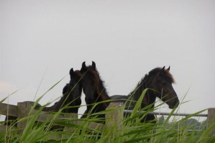 072 Mooi 6 persoons vakantiehuis dichtbij de Waddenzee