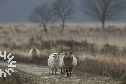 026 Uniek gelegen 2 tot 5 persoons vakantiehuis in Zuidoost Friesland