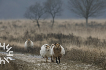 014 Uniek gelegen 5 persoons vakantiehuis in Zuidoost Friesland