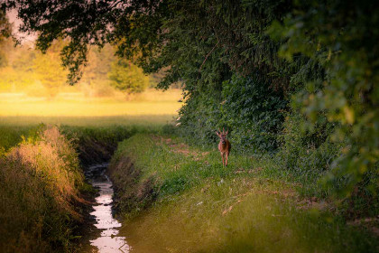 017 Sfeervol 4 persoons vakantiehuis, gelijkvloers met ligbad en grote tuin in Aalten