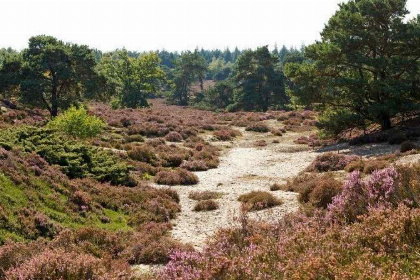 030 4 persoons vakantiehuis met schuifpui en sfeerhaard op vakantiepark Hooge Veluwe