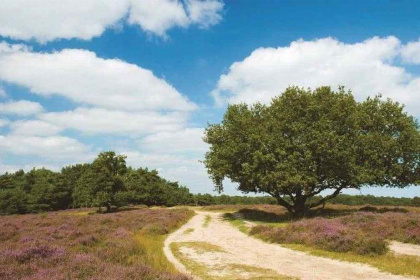 032 4 persoons vakantiehuis met schuifpui en sfeerhaard op vakantiepark Hooge Veluwe