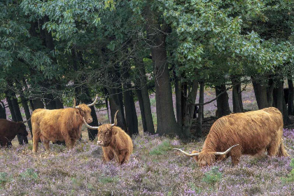 023 Gezellige 6 persoons vakantiehuis op Recreatiepark Beekbergen, midden op de Veluwe