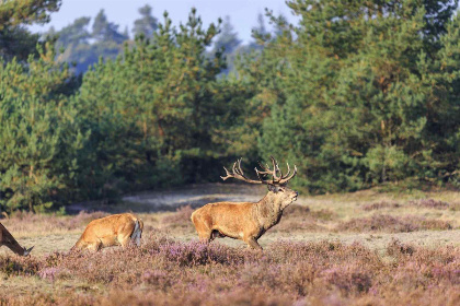 025 Gezellige 6 persoons vakantiehuis op Recreatiepark Beekbergen, midden op de Veluwe