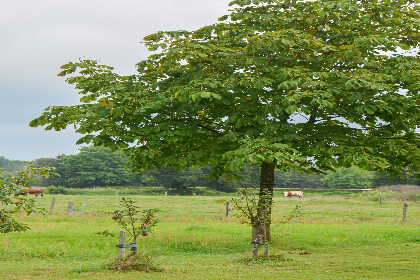 020 Uilenhof