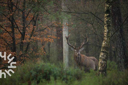 027 Zes persoons vakantiehuis met sauna en bubbelbad op de Veluwe