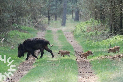 004 Gezellig 2 persoons vakantiehuisje in een rustige, bosrijke wijk in Ermelo op de Veluwe