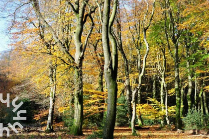 013 Gezellig 2 persoons vakantiehuisje in een rustige, bosrijke wijk in Ermelo op de Veluwe