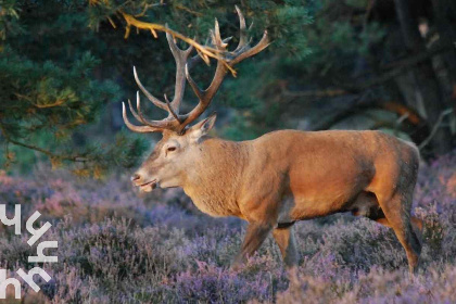 033 Gezellig 2 persoons vakantiehuisje in een rustige, bosrijke wijk in Ermelo op de Veluwe