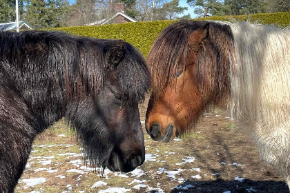 002 Mooie twee persoons chalet in een rustige, bosrijke omgeving nabij Ermelo