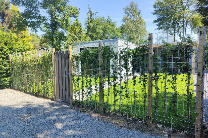 038 De Veluwse houtduif