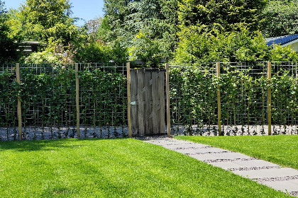 040 De Veluwse houtduif