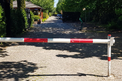 041 De Veluwse houtduif