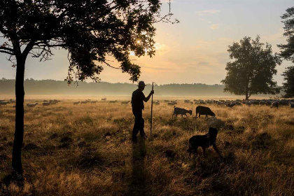 020 Luxe 4 persoons vakantiehuis nabij Garderen op de Veluwe