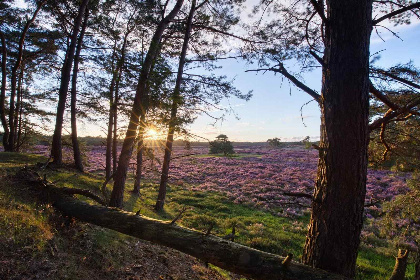 015 Prachtige 4 persoons heide lodge in Harderwijk, op een vakantiepark op de Veluwe