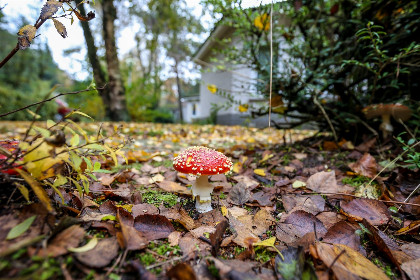 022 Tiny Lodge