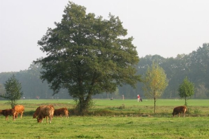 025 Zeer rustig gelegen chalet voor vier personen in de Gelderse Achterhoek