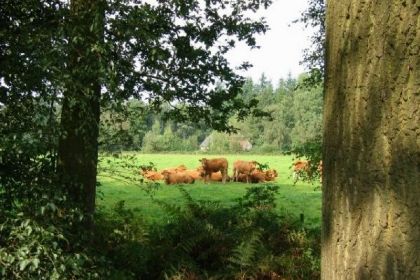 035 Zeer rustig gelegen chalet voor vijf personen in Gelderland in de Achterhoek