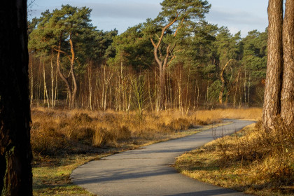 038 Kuifmees