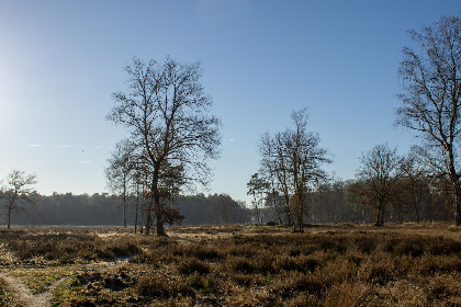 021 Zwarte Mees