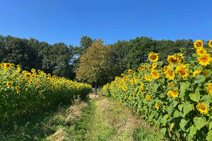 005 Sfeervol 4 persoons vakantiehuis in Loenen nabij de Veluwe