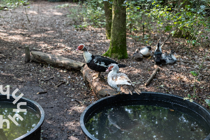 007 Uniek vakantiehuis voor 5 personen in het bos, vlakbij het dorp Neede in de Achterhoek