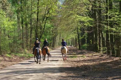 001 Mooie 2 persoons vakantiewoning gelegen in de bossen op de Veluwe