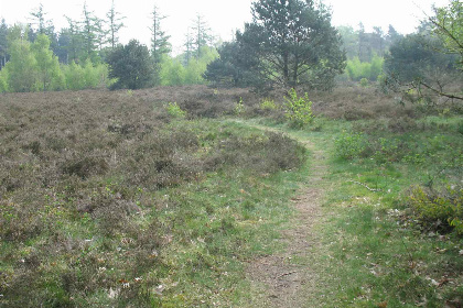 008 Mooie 2 persoons vakantiewoning gelegen in de bossen op de Veluwe