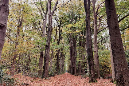 007 4 persoons Tiny House op vakantiepark Uddelermeer op de Veluwe