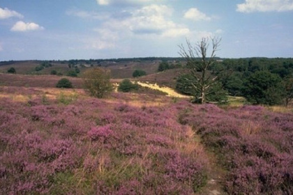 015 Comfortabel 6 persoons chalet nabij Uddel op de Veluwe