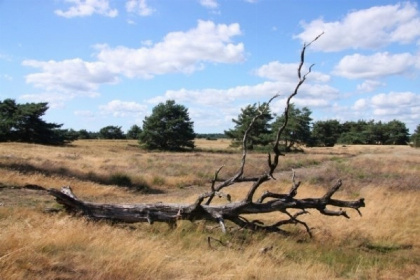 014 Comfortabele 8 persoons vakantiehuis op de Veluwe