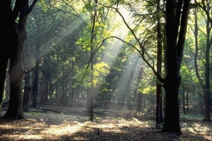 016 Comfortabele 8 persoons vakantiehuis op de Veluwe