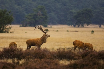 017 Comfortabele 8 persoons vakantiehuis op de Veluwe