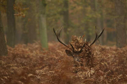 028 Comfortabel 8 persoons familiehuis met ruime tuin in de bossen op de Veluwe