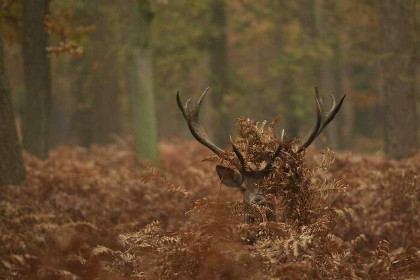 022 Mooie 5 persoons vakantiewoning met sauna en hottub dichtbij de natuur op de Veluwe