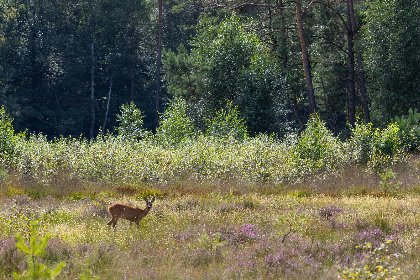020 Natuur Villa met Hottub 